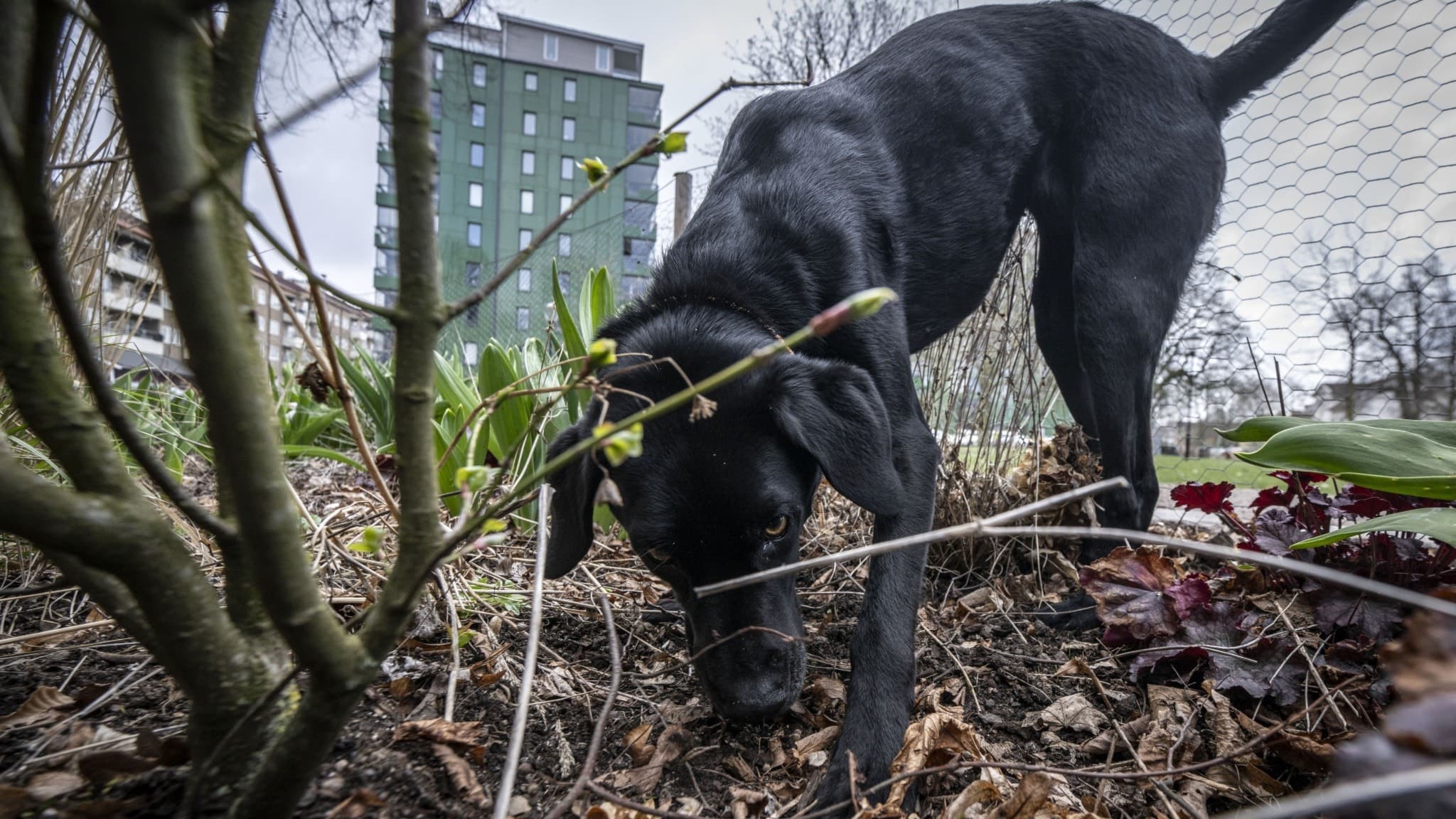 En svart jaktlabrador, söker i en plantering. Träden börjar knoppas och höghus syns i bakgrunden.