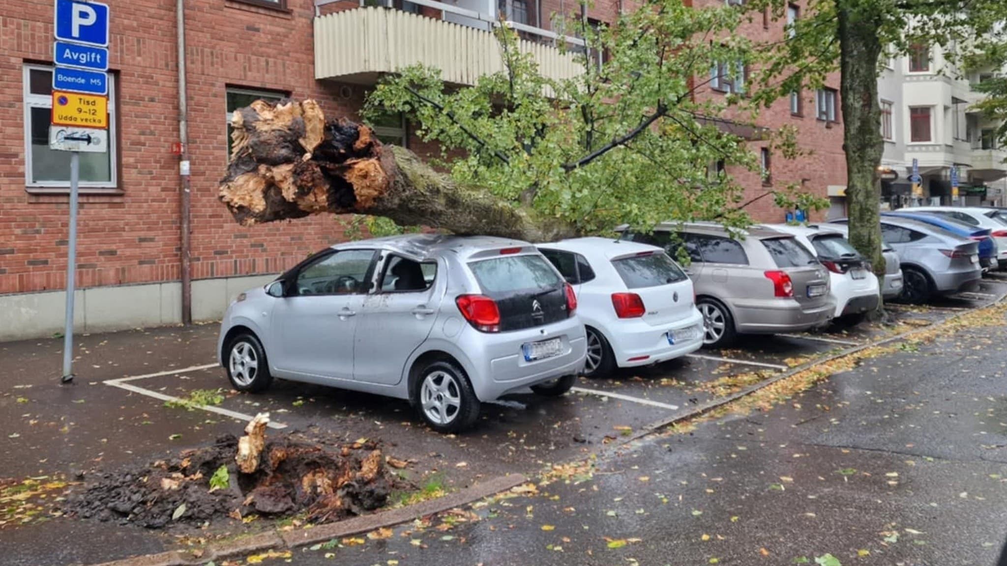 Ett stort träd har fallit över flera parkerade bilar i Gårda, Göteborg. Grenar och stammar har krossat fönsterrutor och skadat biltak, medan området är blött efter regn.