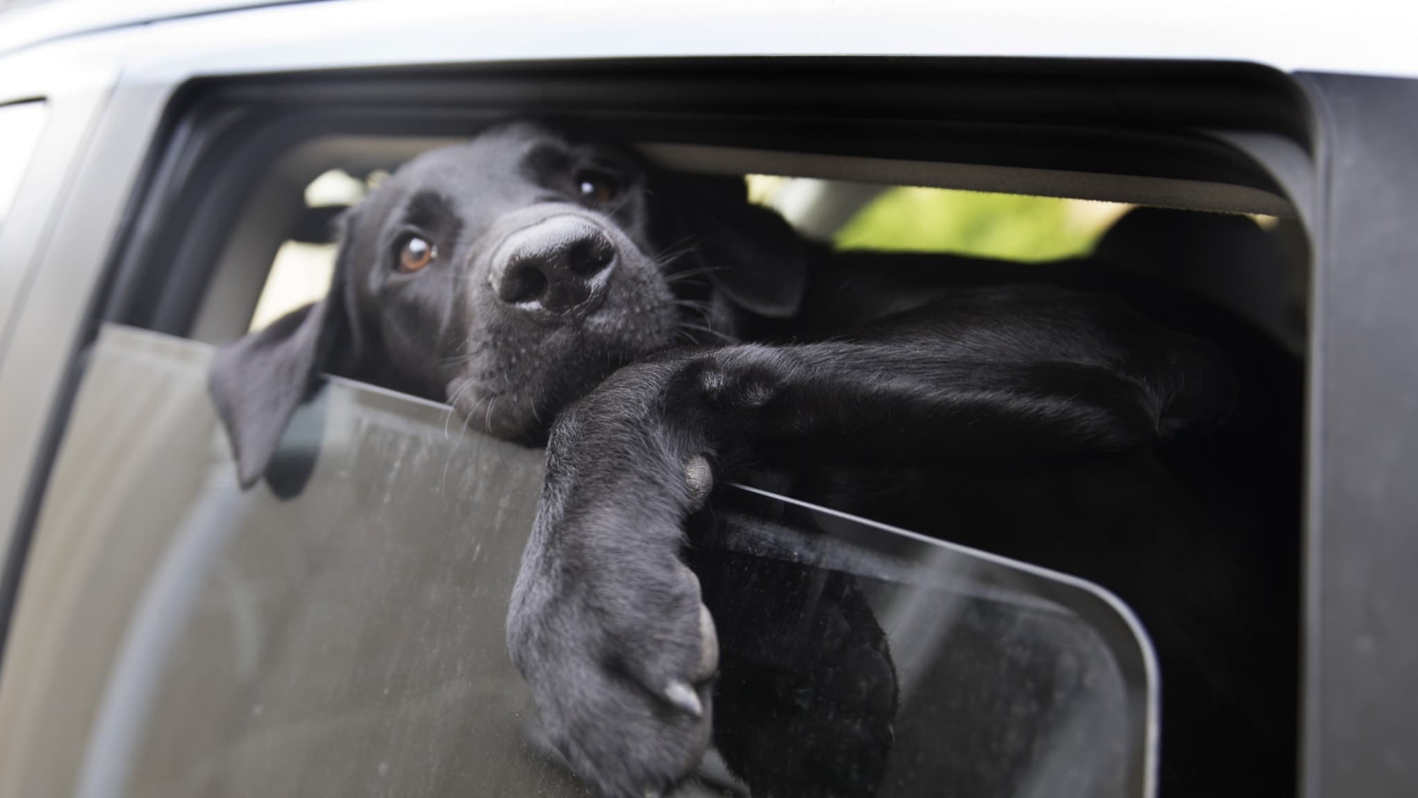 En svart hund sitter i en bil med fönstret nedvevat och ser ut genom öppningen. Bilden illustrerar faran för hundar i varma bilar under sommaren.