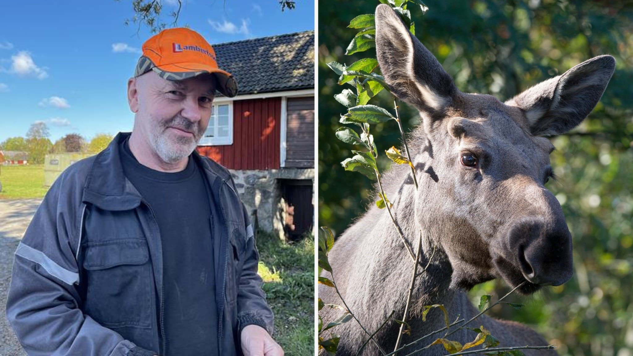 Jägaren Stefan Karlsson står utomhus nära en röd stuga, iklädd jaktkläder och orange keps. Till höger syns en älg bland grönska, fotograferad på nära håll.