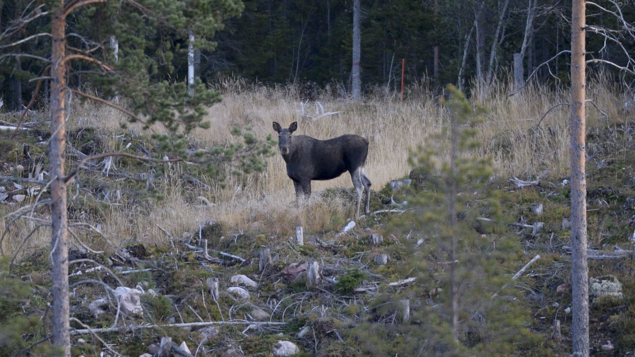 En älgkalv stå på ett kalhygge omgiven av tallar och torrt gräs.