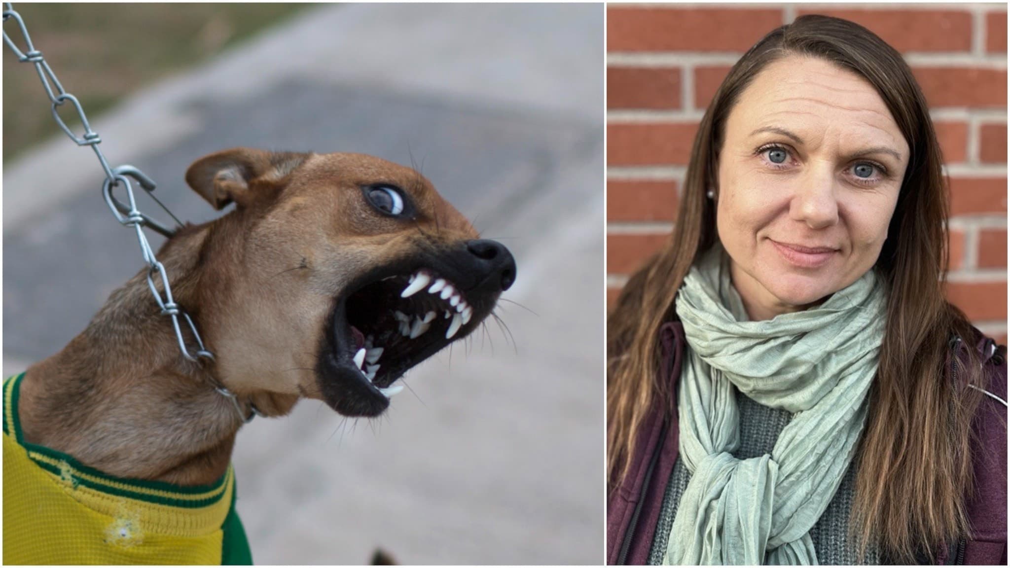 Kornélia Smideby, hundinstruktör- och tränare här i Hallstahammar.  Och en aggressiv hund