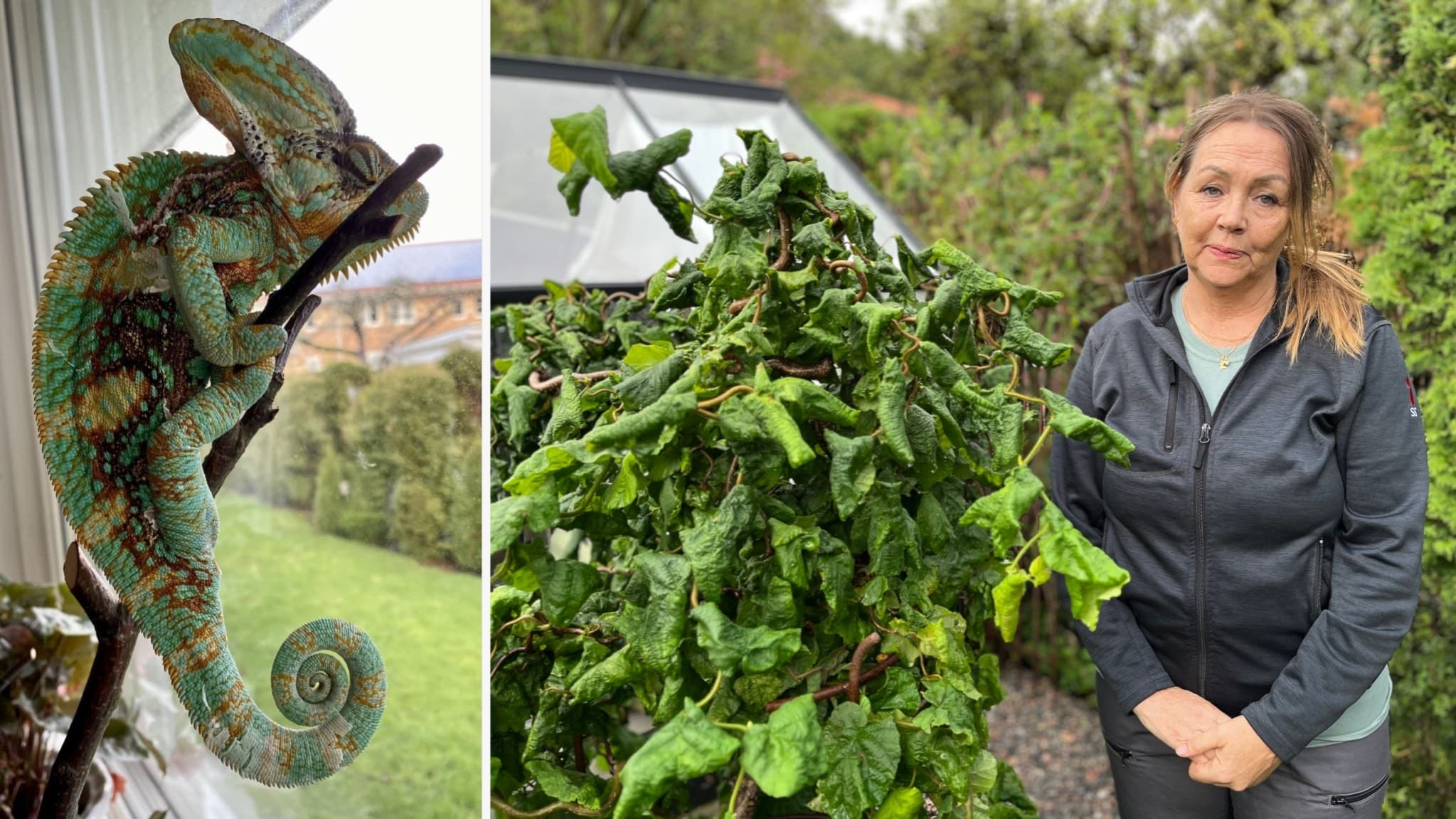 Carina Ragnestål Impola står bredvid en stor grön växt i en trädgård. Till vänster syns kameleonten Rex klättra på en gren framför ett fönster med utsikt över grönska.