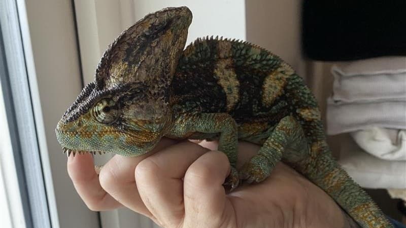 Kameleonten Rex, en grön och brun reptil med kamliknande huvud, sitter på en hand. Rex hittades i Uddevalla efter att ha varit försvunnen sedan i somras.