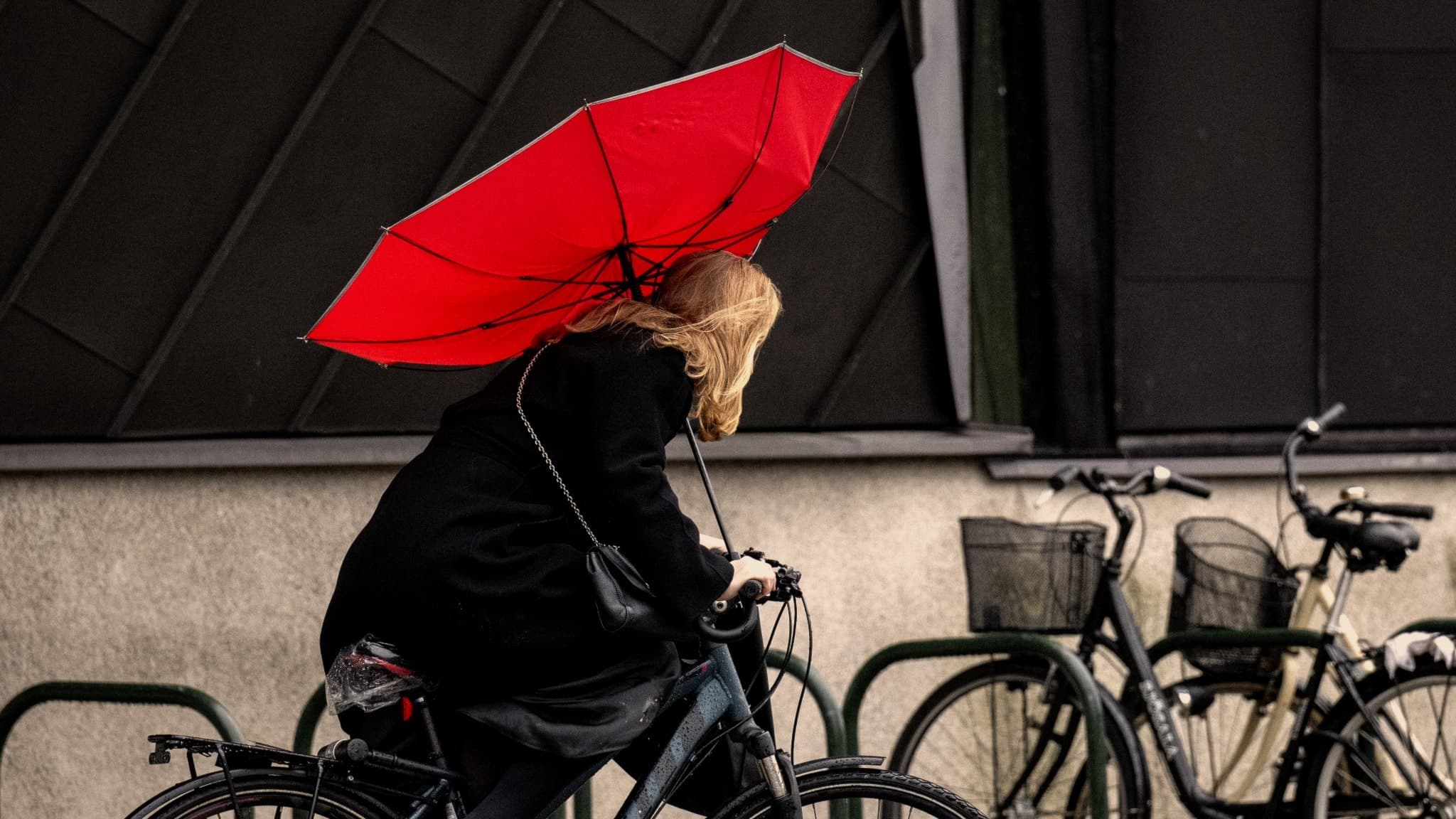 En kvinna cyklar i höstväder med ett rött paraply som blåser bakåt i motvinden. Hårda vindar skapar utmaningar för cyklister.