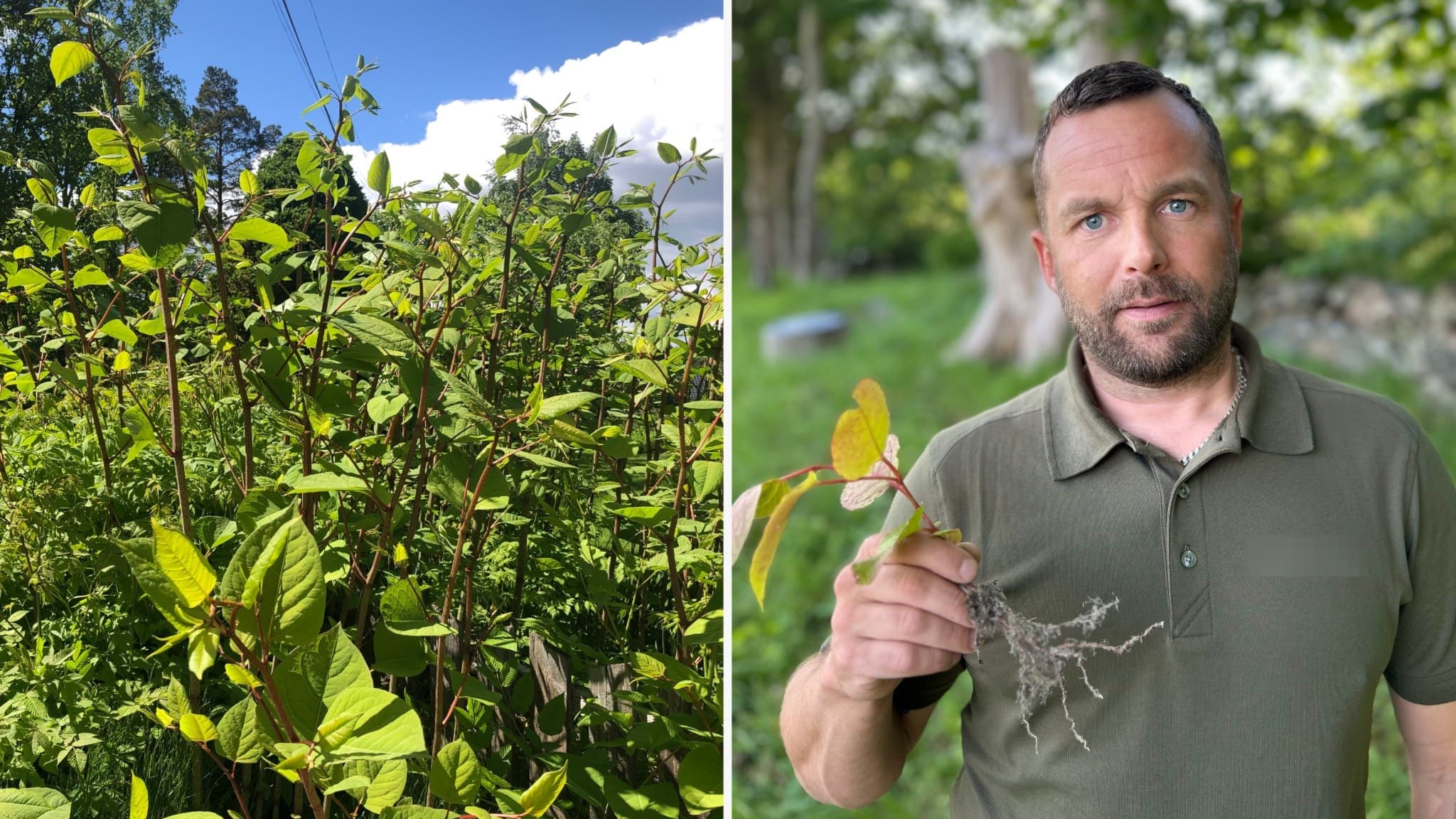 Till vänster syns en tät växtlighet av parkslide under en solig dag, till höger håller Alexander Zimmermann en parkslideskvist med blad på en grästäckt plats med träd i bakgrunden.