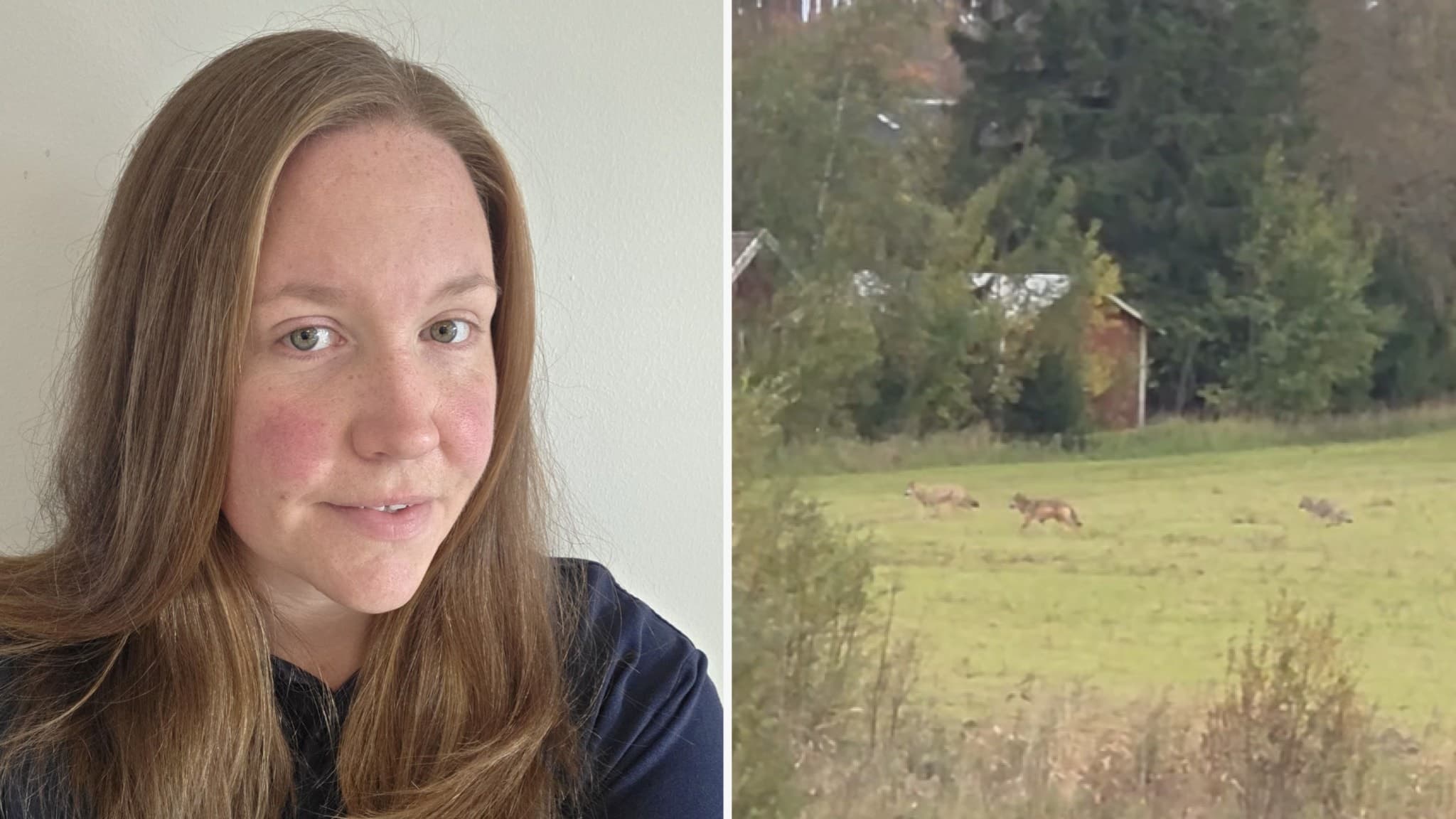Ellinor Lod bredvid en bild på fyra vargar som rör sig över en äng i Fjugesta, med skog och byggnader i bakgrunden.