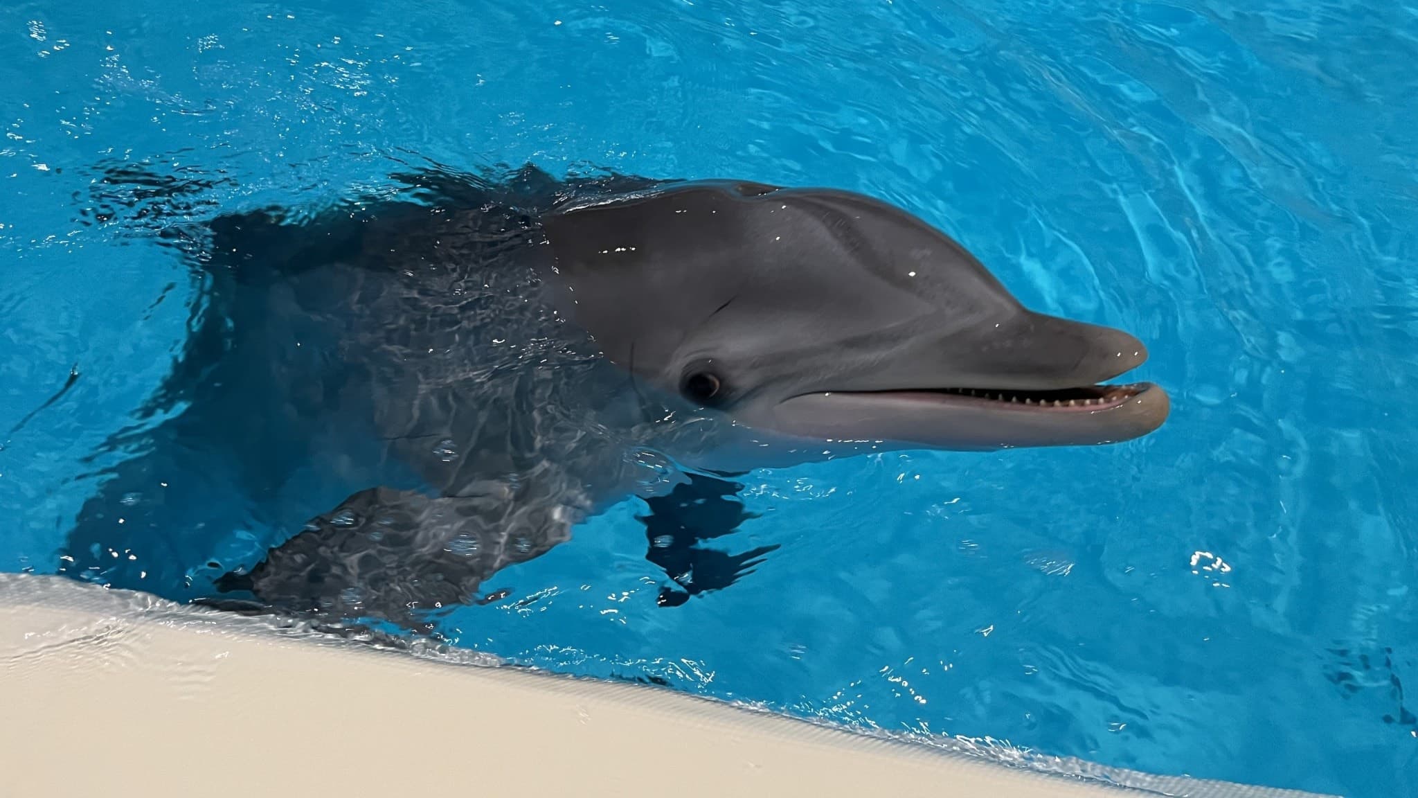 En delfin simmar nära kanten i en bassäng på Kolmårdens djurpark. Vattnet är klart och blått, och delfinen har huvudet ovanför ytan med öppen mun.