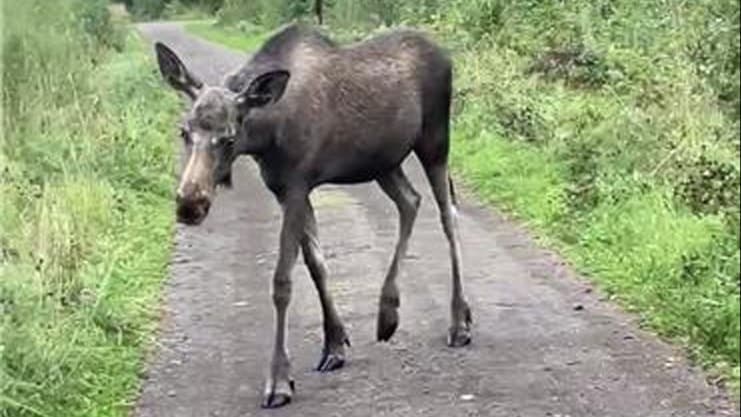 En älg står mitt på en asfalterad väg i Grycksbo, omgiven av skog. 