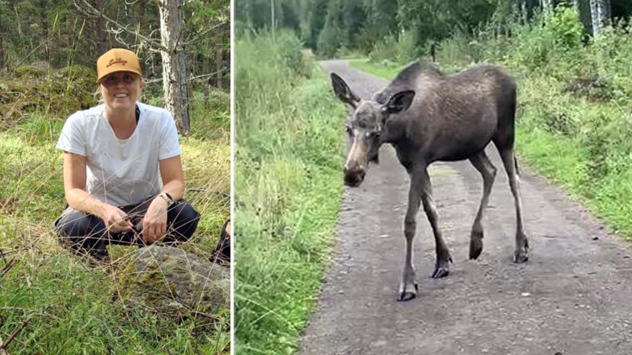 En älgkalv går på en skogsväg i Grycksbo, omgiven av grönska. Till vänster sitter en person med gul keps i gräset nära skogen. 