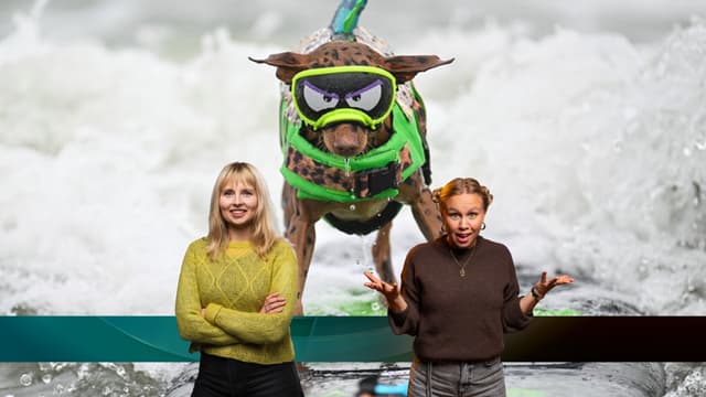 Juniornyheterna om surf-VM för hundar i Kalifornien, där dvärgpinschern Rusty tävlade. 