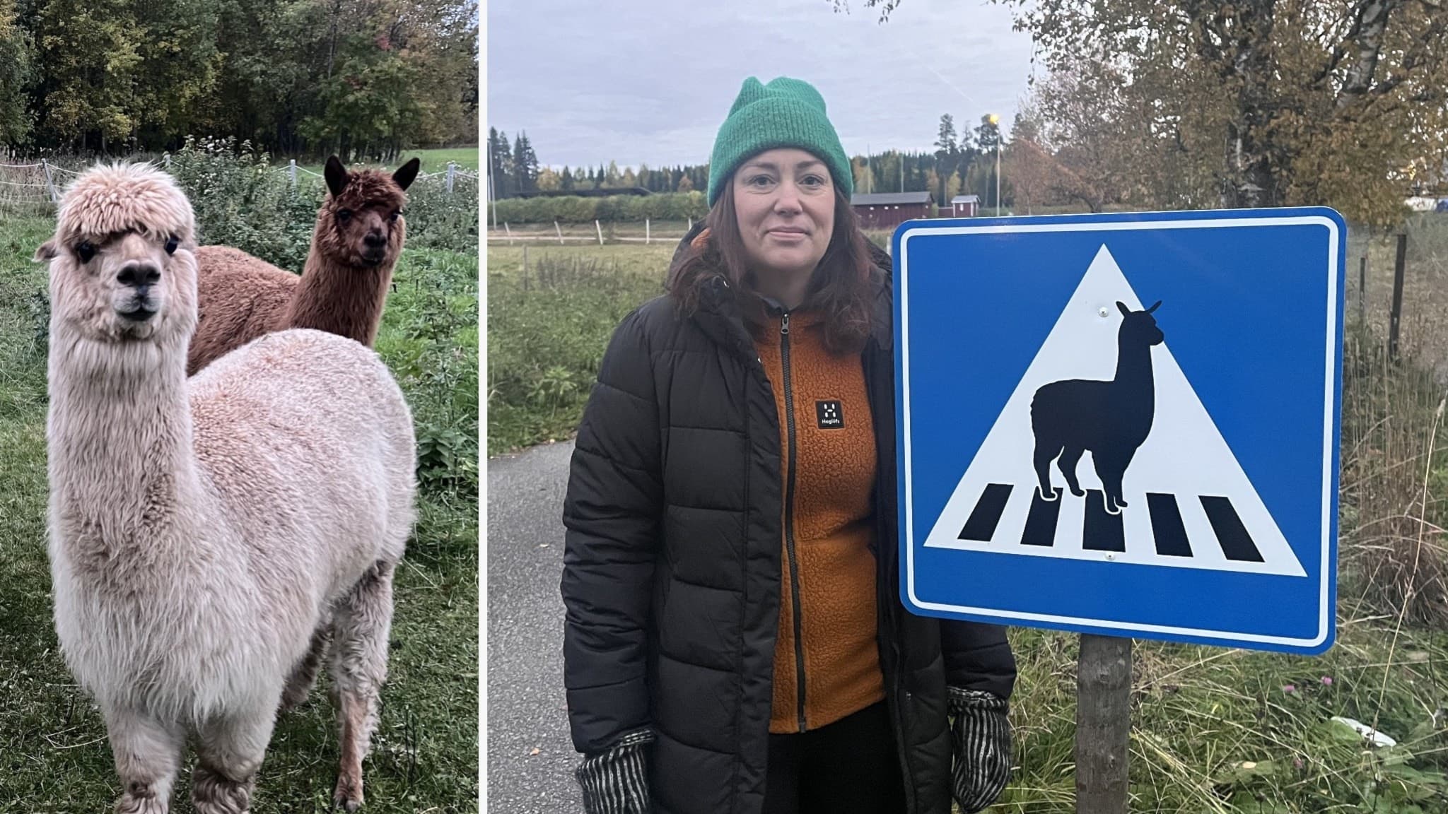 Två alpackor står på en grön äng i Häggenås. Till höger syns en person vid en vägskylt som varnar för alpackor. Skylten har en alpacka på ett övergångsställe.