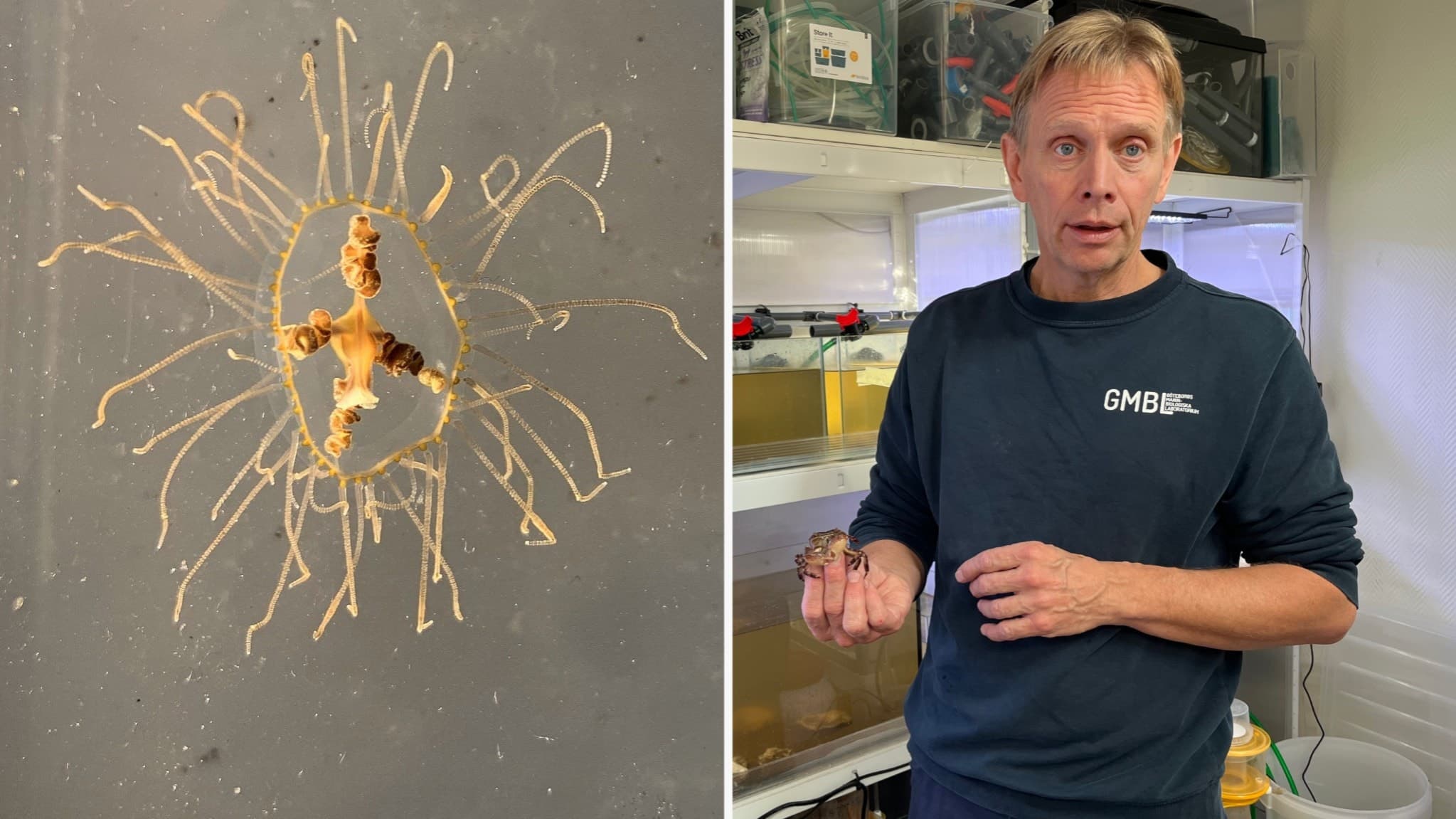 Delad bild. Till vänster syns  en klängmanet med sitt tydliga kors i mitten och tunna tentakler. Till höger syns Björn Källström, forskare och marinbiolog vid Göteborgs Marinbiologiska Laboratorium, framför akvarier och laboratorieutrustning i blå tröja. 