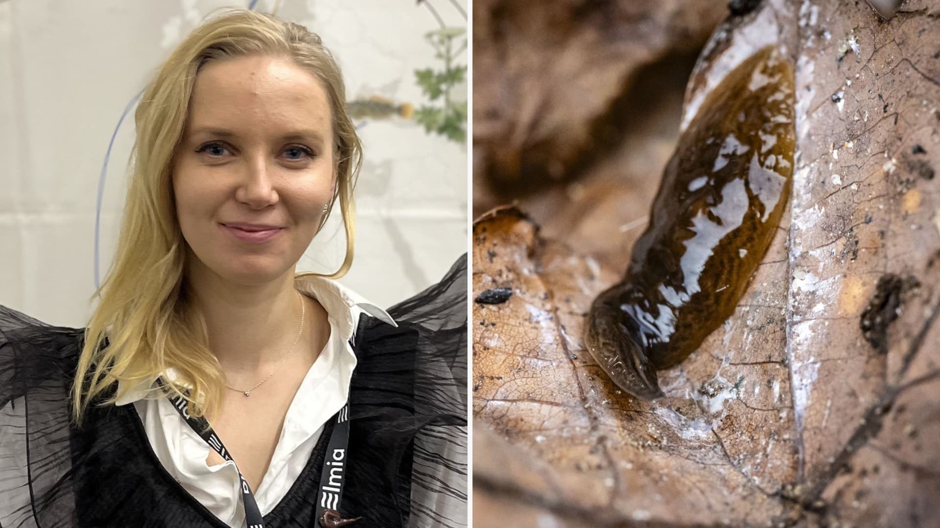 Delad bild. Till vänster syns Madeleine Larsson, handläggare på Naturvårdsverket, som ler mot kameran. Hon har axellångt, blont hår och en vit skjorta med en svart blus över. Till höger syns en närbild på den invasiva arten lövplattmask, Obama nungara, som ligger på ett brunt löv. 