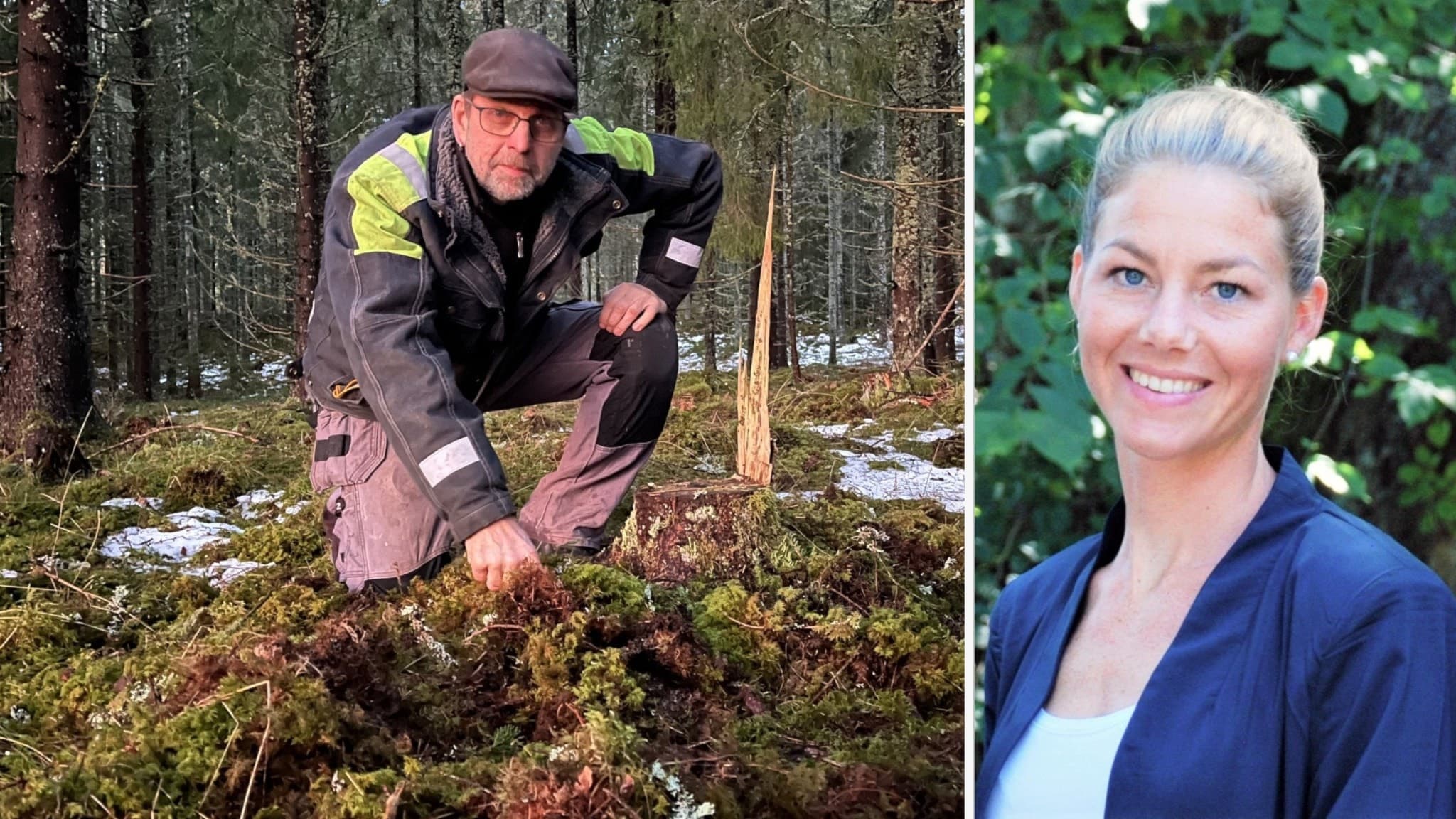 Delade bild. Till vänster syns skogsägaren Anders Bengtsson sittandes på knä ute i skogen. Till vänster, Evelina Augustsson från SLU framför grönska. 