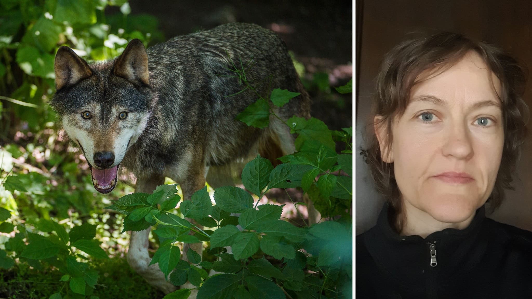 En varg med grå päls står bland grön vegetation och tittar framåt. Bilden är delad med en annan sektion som visar en individ, identifierad som Nelly Grönberg.