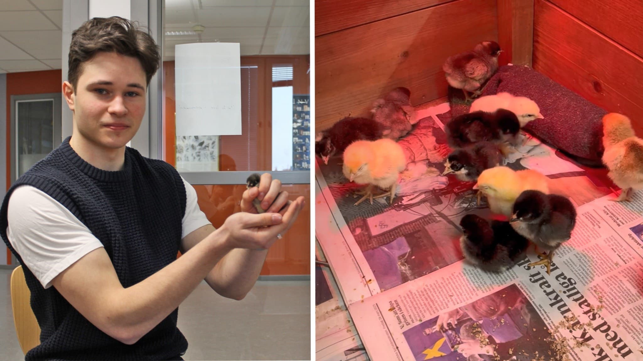 Gymnasieeleven Axel Eriksson i Luleå står och håller i en kyckling som de kläckt fram på biologilektionerna. Han har en vit t-shirt och svart pullover på sig. Bredvid syns flera små kycklingar i en låda med tidningspapper på botten.
