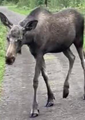 En älg står mitt på en asfalterad väg i Grycksbo, omgiven av skog. 