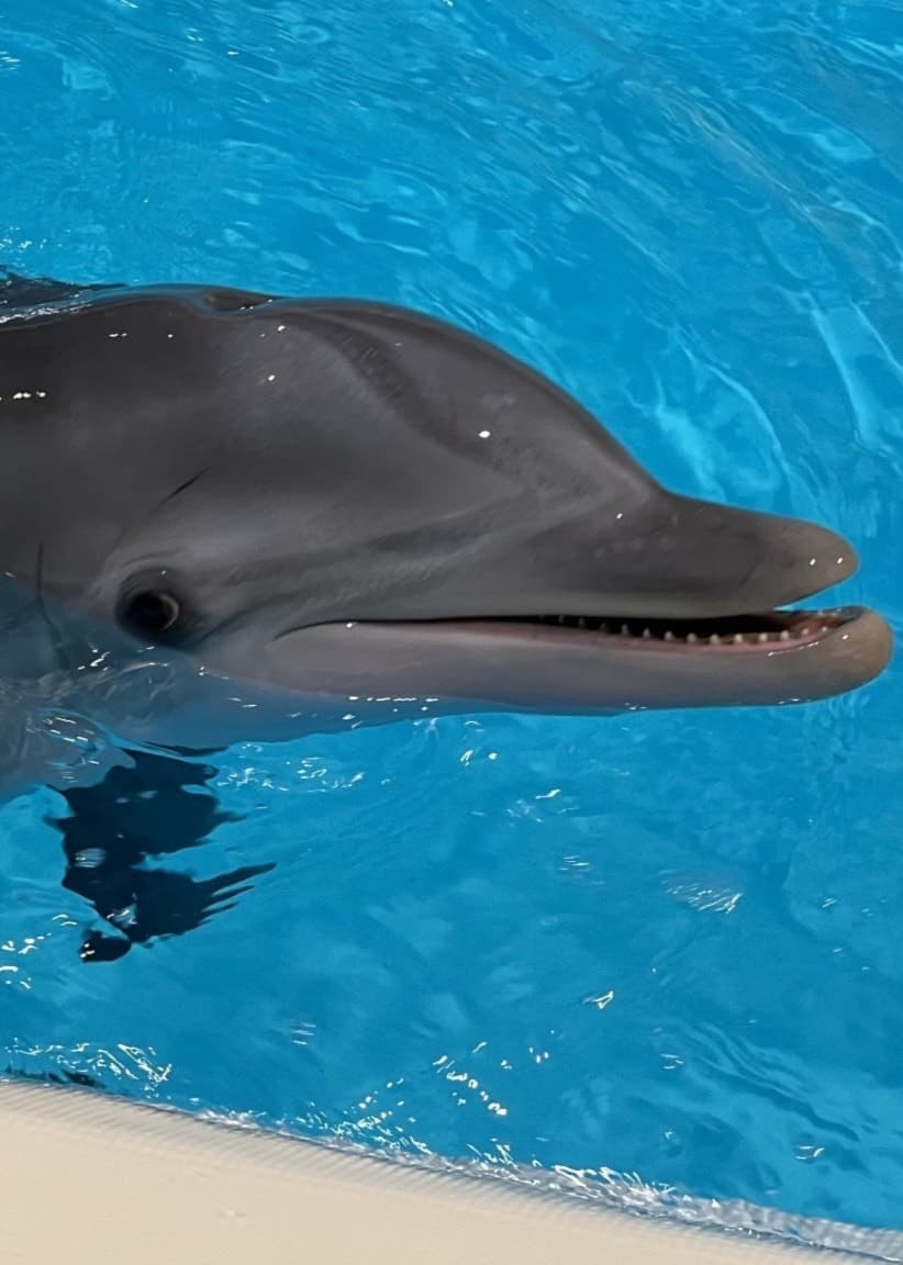 En delfin simmar nära kanten i en bassäng på Kolmårdens djurpark. Vattnet är klart och blått, och delfinen har huvudet ovanför ytan med öppen mun.